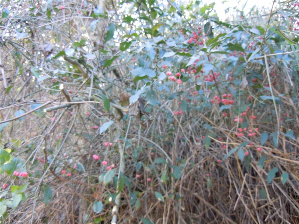 Bacche rosse - Euonymus europaeus